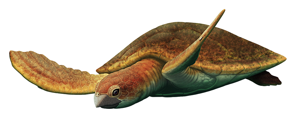 An illustration of an extinct sea turtle.