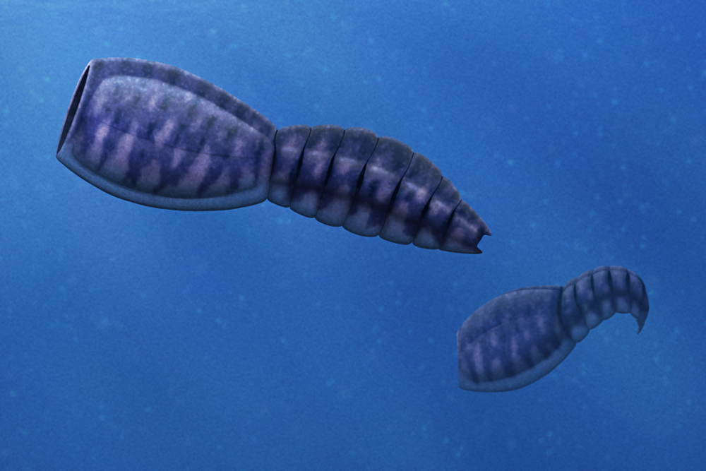An illustration of some extinct marine animals swimming around. They have bodies that resemble upright ravioli, with a vertical slit "mouth" along their front edge and a large segmeneted paddle-like tail at the back.
