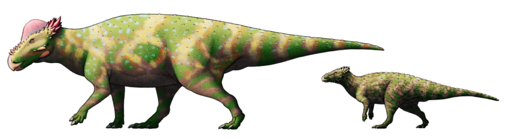 A drawing of a speculative descendant of pachycephalosaur dinosaurs. It has a domed spiky head and a large quadrupedal body resembling a hadrosaur or ceratopsian. Behind it is a juvenile of the same species, with a flat spiky head, walking bipedally.