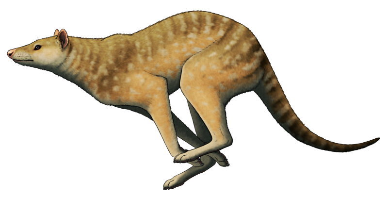 A drawing of a speculative future descendant of the quoll. It's a long-legged running animal that resembles a cheetah-thylacine.