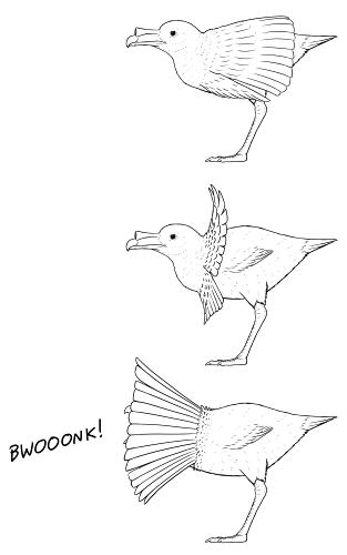 A line drawing of a megaphone bird, a fictional speculative descendant of petrel seabirds that is flightless and long-legged. It's depicted raising a "cape" of feathers on its back and flipping them around to form a megaphone-like cone around its head, amplifying a loud call captioned as "bwooonk". 