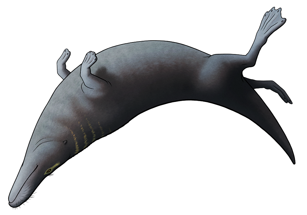 A stylized illustration of an extinct early whale. It's shaped vaguely like a very beefy otter or a leggy seal, with a long-snouted dog-like head, small vestigial-looking ears, short webbed forefeet, long webbed hind feet, and a short chunky otter-like tail.