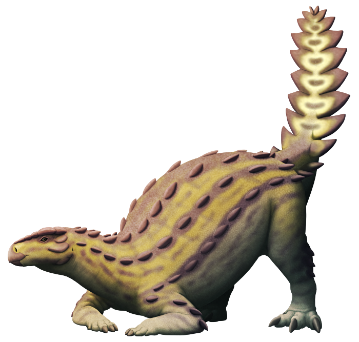 An illustration of an ankylosaur, an extinct armored dinosaur. It has a beaked snout, small eyes, a short neck, and a rotund quadrupedal body covered in knobbly armor. Its tail has large flattened spikes along its edges forming a serrated blade-like weapon.