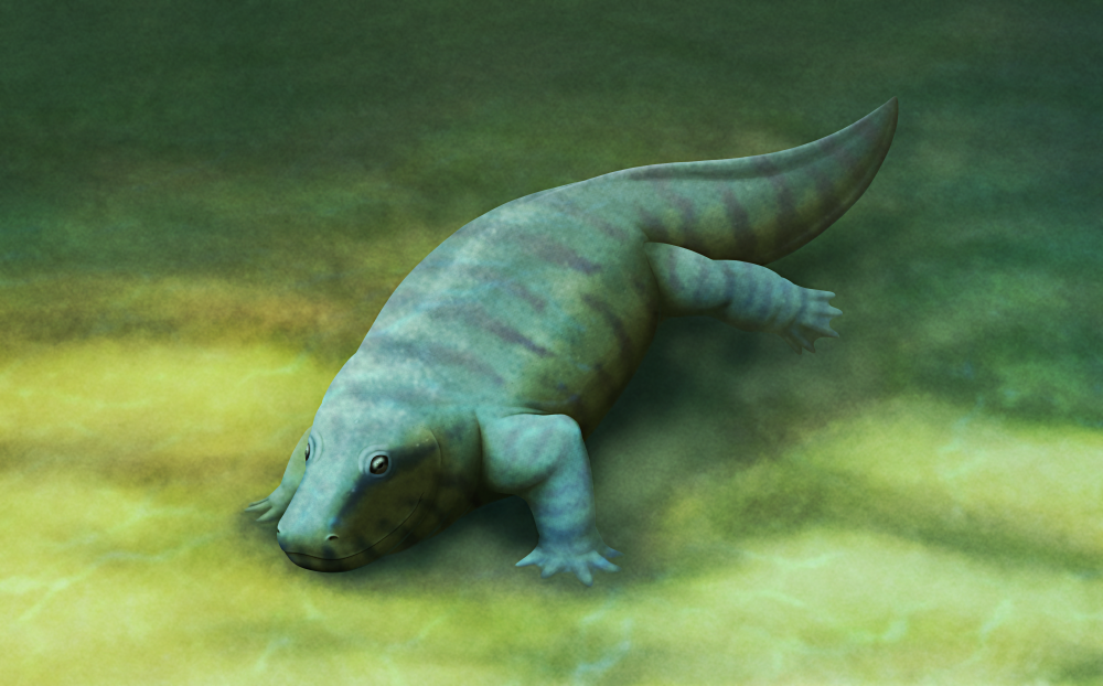 An illustration of an extinct early tetrapod, a four-legged animal descended from lobe-finned fish and related to the ancestors of modern amphibians, reptiles, and mammals. It resembles a chunky salamander with a lizard-like head.