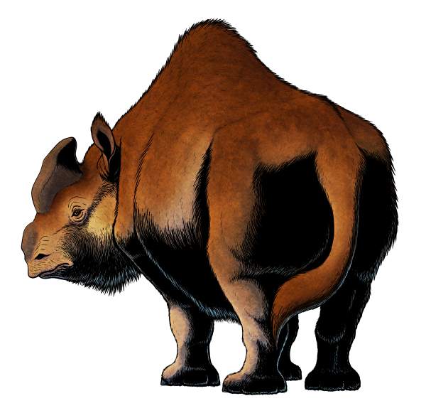 An illustration of an extinct giant rhinoceros. It has a thick stumy backwards-pointing horn on its forehead and a much smaller flat "horn pad" on its nose, a tall humped back, and a coat of woolly fur.