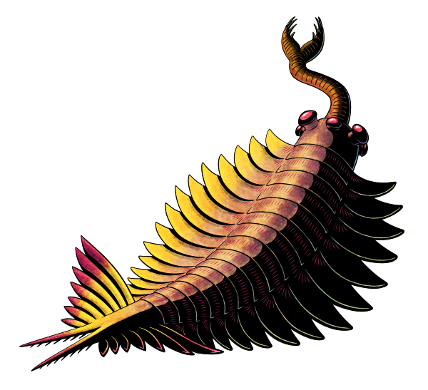 An illustration of an odd-looking extinct marine invertebrate. It has a long nozzle-like proboscis tipped with a pincer-like claw, five compound eyes on short stalks, and a long segmented body with overlapping swimming flaps along its sides. Hair-like gill filaments run across each segment, and at its rear is a butterfly-shaped tail fan and two serrated spines.