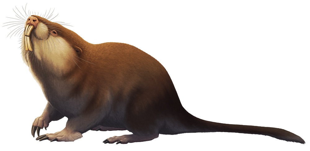 An illustration of an extinct mole-rat. It has large buck teeth that protrude from its mouth even when it's closed, tiny eyes and ears, large digging claws on its forelimbs, rat-like hindlimbs, and a long tail.