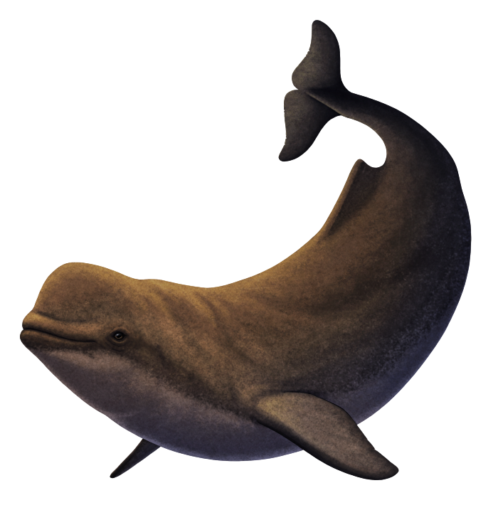 An illustration of an extinct relative of beluga whales. It lookes similar to a modern beluga but has dark coloration and a small dorsal fin.