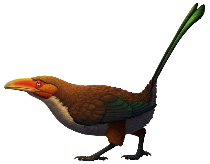 An illustration of an extinct bird. It has a large toucan-like beak, and a stumpy tail with two long ribbon-like display feathers.
