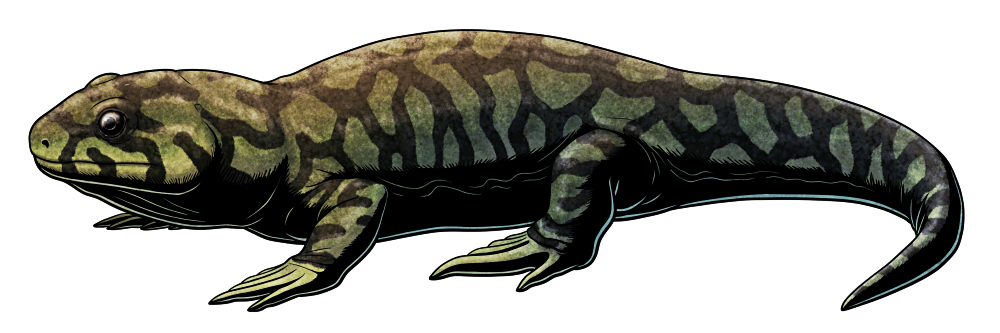 A colore ink drawing illustration of an extinct reptile-like amphibian. It resembles a chunky salamander or lizard, with a blunt snout, short legs, and five clawless digits on each hand and foot. The fourth toe on its foot is very long and thick compared to the other toes.