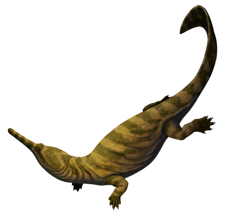 An illustration of an extinct aquatic reptile. It resembles a crocodile with no armor and a long narrow snout.