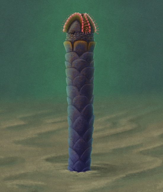 An illustration of an extinct echinoderm, resembling a small sea urchin atop a long scaly stalk attached to the seafloor.