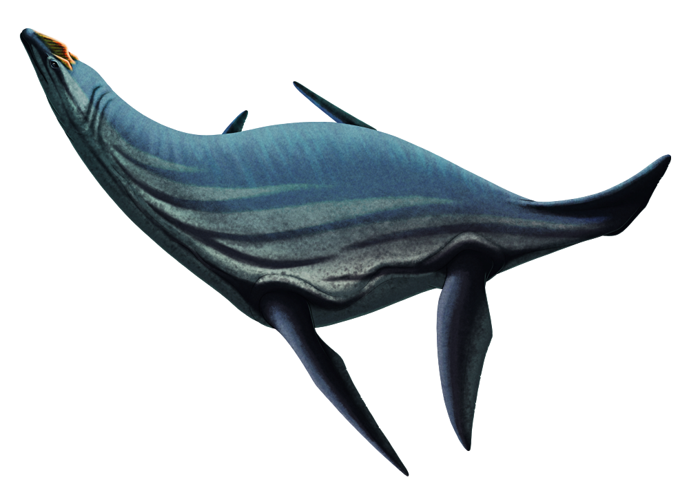 An illustration of an extinct plesiosaur marine reptile. It has a small head with a large colorful crest along the top of its snout and two smaller crests above its eyes, a short neck, a chunky streamlines body, four flippers, and a short tail shown with a speculative fin.
