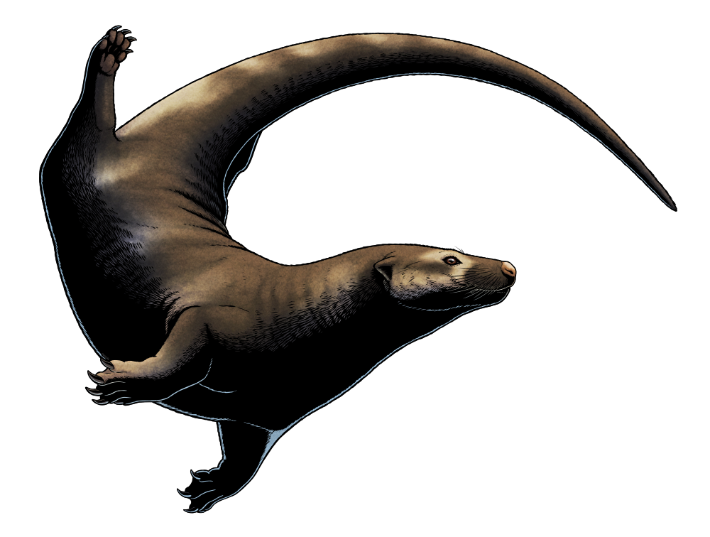 A colored digital ink illustration of an extinct semiaquatic mammal. It closely resembles an otter, but with an especially long tail.