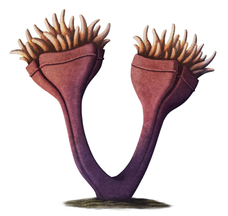 An illustration of an extinct relative of modern jellyfish. It resembles a candelabra, with a stiff forked "stem" branching into two goblet-like structures full of numerous stubby sea-anemone-like tentacles.
