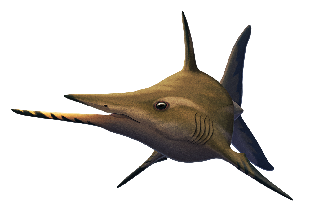 An illustration of an extinct cartilaginous fish distantly related to modern ratfish. It has a shark-like body plan and a pointed snout, along with a very long forward-pointing spike-like "chin" on its lower jaw.