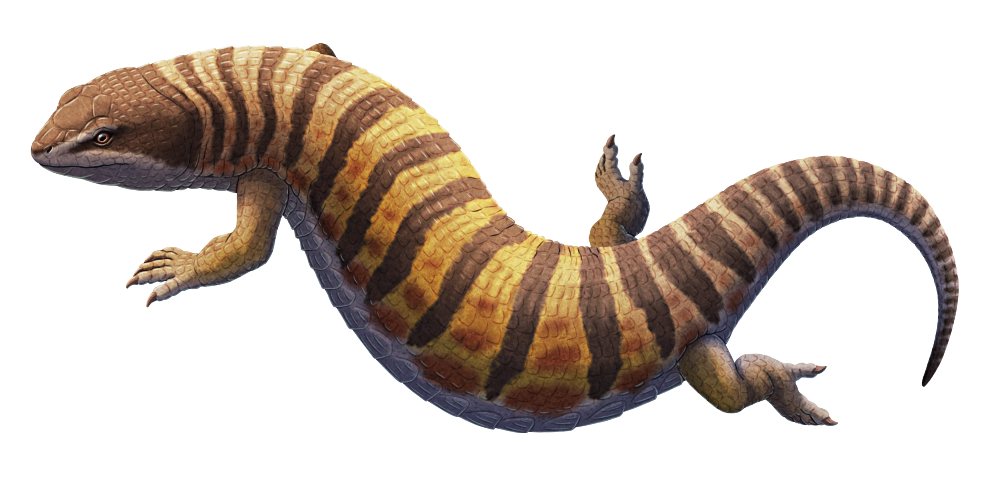 An illustration of an extinct burrowing lizard related to modern amphisbaenians. It has a compact short-snouted head, small eyes, a short neck, forelegs with shovel-like hands, a long sinuous body, small hindlegs with shortened toes, and a tapering tail. Its body is covered in small rectangular tile-like scales.