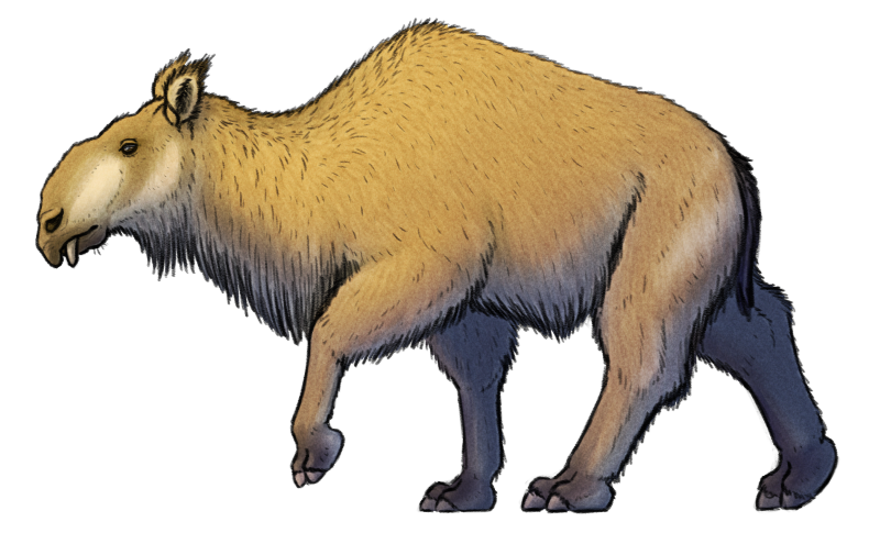 A digital illustration of a speculative hoofed mammal, descended from extinct paraceratheres. It resembles a chunky camel, with a small shoulder hump, long legs, and a curving neck. It has a moose-like head with a bulbous nose, a trunk-like pointed prehensile upper lip, and short downward-pointing protruding tusks in its mouth.