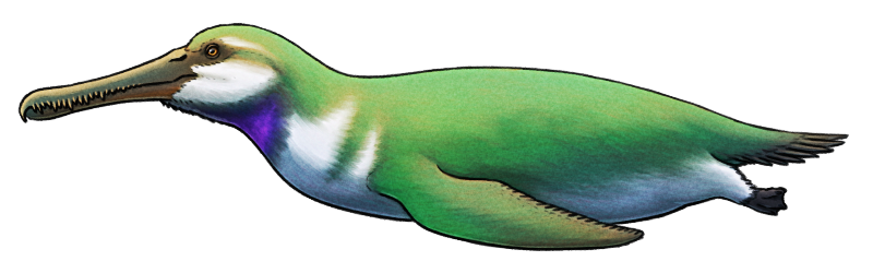 A digital illustration of a speculative future aquatic bird descended from hummingbirds, laying on its belly. It has a long beak with tooth-like serrations that give it a crocodilian appearance. Its body is penguin-like, with large flipper-wings, and it has relatively tiny webbed feet and a stubby tail. Its plumage is iridescent green and white, with a bright purple patch on its throat.