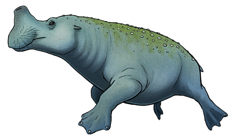 A digital illustration of a speculative aquatic animal descended from extinct brontotheres. It resembles a hippo with large webbed feet, small ear flaps, and a large horn-like structure on its snout that is actually a snorkel-like nose. Its back is covered with algae and barnacles.