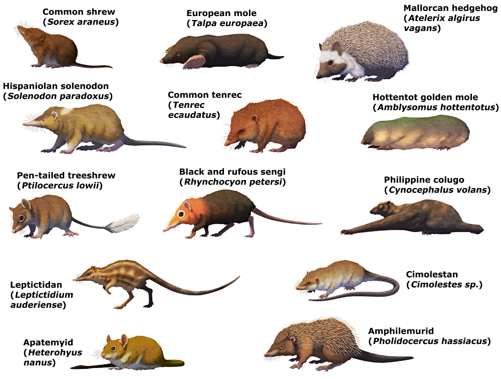 An illustration showing each of the animals from the previous images individually, with their species names labelled.