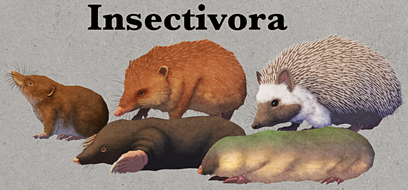 An illustration showing the animals that originally made up "Insectivora". From left to right it pictures a shrew, a tenrec, and a hedgehog on the top row, and a mole and a golden mole on the bottom row. Text at top of the the image reads "Insectivora".