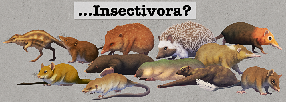 An illustration showing the animals that made up the expanded historical version of "Insectivora". From left to right it pictures a leptictidan, a shrew, a tenrec, a hedgehog, and a sengi on the top row, an apatemyid, a mole, a golden mole, and a solenodon in the middle row, and a cimolestan, a colugo, and a treeshrew on the bottom row. Text at top of the the image reads "…Insectivora?", styled like a typewritten label that has been stuck over the previous image's text.