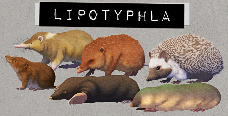 An illustration showing the animals that made up "Lipotyphla". From left to right it pictures a solenodon, a tenrec, and a hedgehog on the top row, and a shrew, a mole, and a golden mole on the bottom row. Text at top of the the image reads "Lipotylpha", styled like an embossed label-maker sticker that has been stuck over the previous images' text.