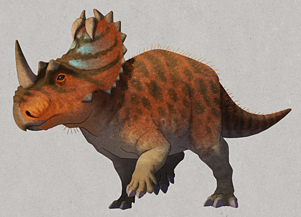 An illustration of Monoclonius, a dubious species of horned ceratopsian dinosaur. It has a parrot-like beak, a long straight nose horn, and a pair of small stubby brow horns. Its large bony neck frill is rimmed with small spikes, with a pair at the very top being longer and curling sharply downwards against the front of the frill. Its body is bulks and quadrupedal with a a thick tapering tail, and there are bumpy scales and sparse short quill-like spines on its back. It's colored mottled orange-and-brown, and there are hints of bright blue on its frill.
