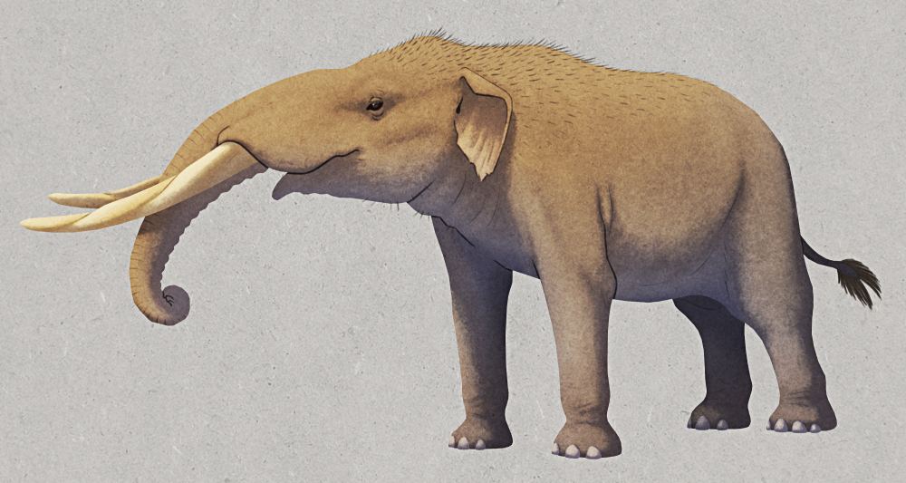 An illustration of Cuvieronius, an extinct elephant-like gomphothere. It has a longer flatter head than modern elephants, and its tusks have a spiral twist to them.