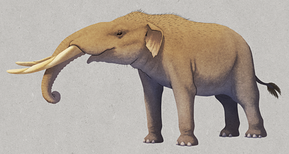 Gomphotherium Elephant