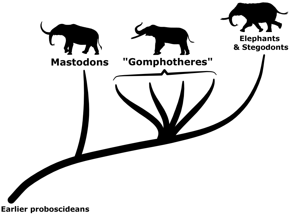 A cladogram showing the traditional classification of gomphotheres as a poorly-defined group evolutionarily between mastodons and modern elephants.