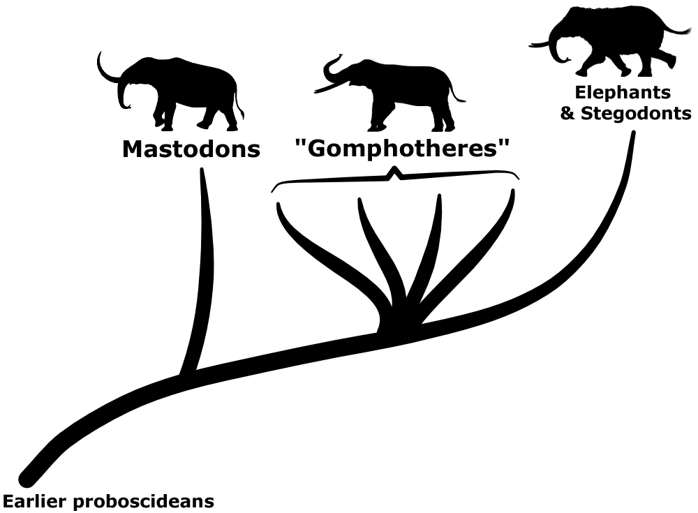 Gomphothere Size