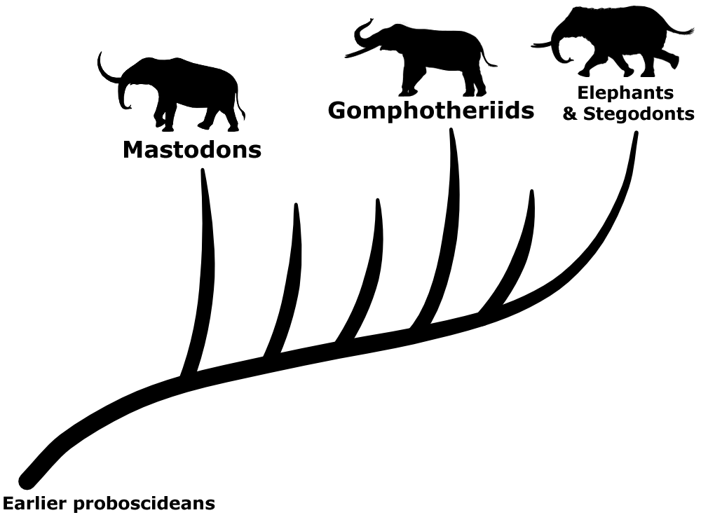 A cladogram showing a more modern classification of gomphotheres, with the gomphotheriids as just one of several different lineages originating between mastodons and modern elephants.