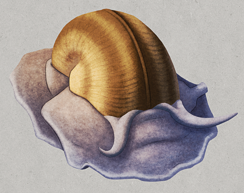 An illustration of Bellerophon, an extinct sea-snail-like mollusc. It has a banded shell that coils vertically like a nautilus, with a ridge along the midline. It has a wide flat foot, its mantle covers about halfway up the sides of its shell, and it has a pair of snail-like head tentacles and a siphon.