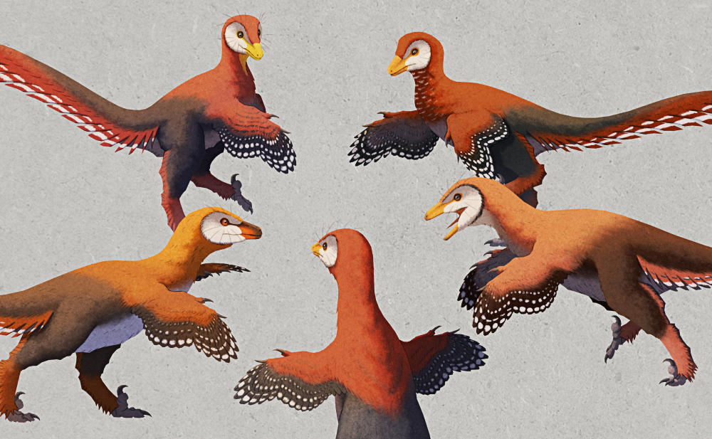 An illustration of five troodontids standing in a circle facing each other. They're all very bird-like feathered dinosaurs with vaguely owl-like faces, reddish-orange and dark brown plumage, and white spots and bars on their longer wing and tail feathers. There are minor variations in their color shades and markings, but otherwise they all look incredibly similar to each other. The overall composition of the image is similar to that of the "Spider-man pointing at Spider-man" memes.