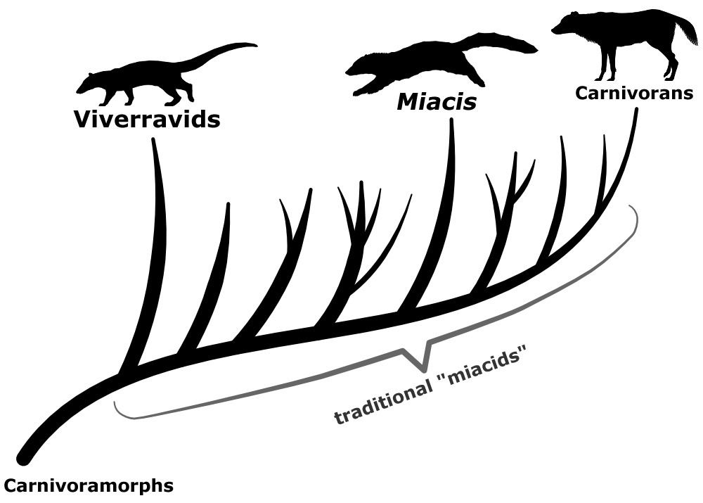 A cladogram showing the classification of carnivoramorphs. Miacis is shown as just one of several different branching lineages originating between viverravids and modern carnivorans. A bracket marking indicates that everything before the true carnivorans traditionally used to be considered to be "miacids".