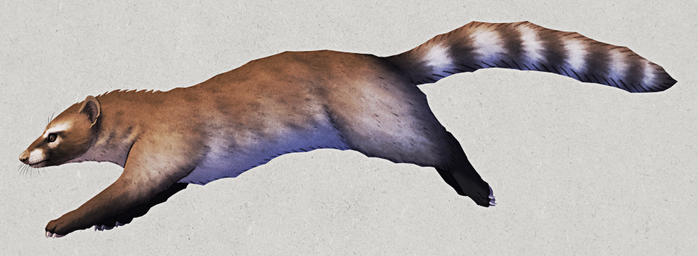 An illustration of Miacis, an extinct mammal related to early carnivorans. It's a somewhat weasel-like animal with a small triangular head, small rounded ears, a long tubular body, cat-like limbs, and a long bushy tail. It's depicted with brownish fur, with raccoon-like black-and-white markings on its face and a stripey tail.