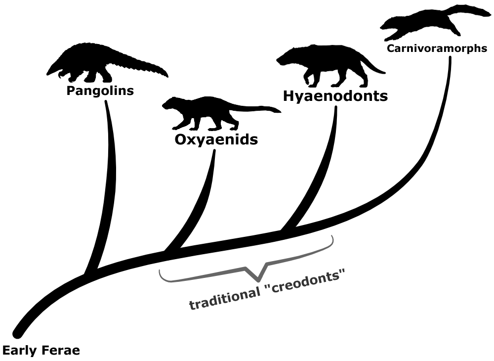 A cladogram showing the classification of oxyaenids and hyaenodonts within the group Ferae. They're shown as two separate lineages branching off between pangolins and the ancestors of modern carnivorans. A bracket marking indicates that they both traditionally used to be classified as "creodonts".