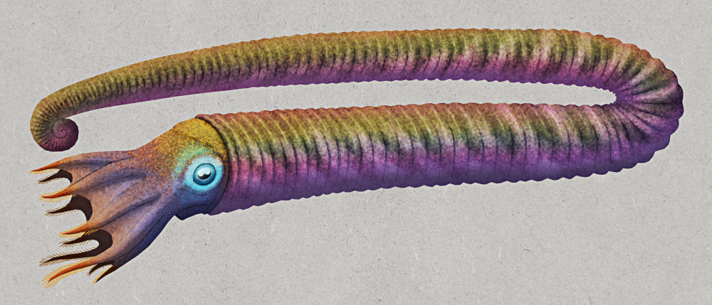 An illustration of Hamites attenuatus, an unusually-shaped extinct ammonite. It has a mostly-uncoiled shell shaped like a long sideways U, almost paperclip-like. At the bottom end of the shell it has a squid-like body, with large eyes and ten short webbed arms that are lined with speculative fringes for filter-feeding. It has a pinkish color scheme with a faint iridescent sheen.