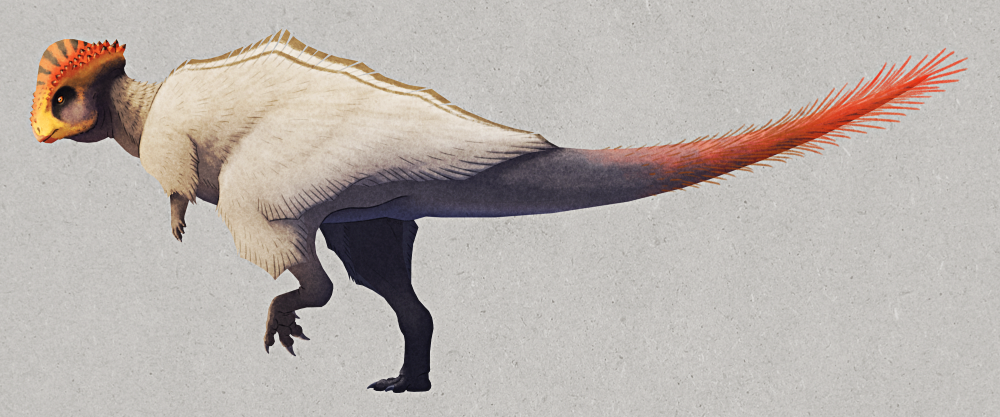 An illustration of Stegoceras, an extinct pachycephalosaur. It's a small bipedal dinosaur with tiny arms, bird-like legs, a speculative coat of fluffy protofeathers over most of its body, and a long tapering tail with speculative bristly quills. It has a large bony dome on its forehead, rimmed with short spikes, and a short snout with a stubby beak. It's mainly colored white and grey, with brighter red and yellow markings on its face and red towards the tip of its tail.