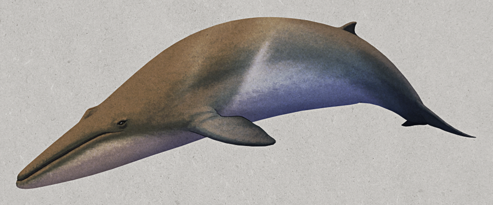 An illustration of Ciuciulea, an extinct cetothere baleen whale. It looks similar to modern rorquals, with a streamlined and relatively slender body, but lacking the typical throat grooves of that type of whale. Its jaws are long and narrow, with a paired blowhole at the top of its head and small eyes set near the corners of its mouth. It also has fairly small flippers, a dorsal fin set about two-thirds of the way down its back, and a horizontal tail fluke. It's coloration is countershaded, mostly grey on top and white underneath.