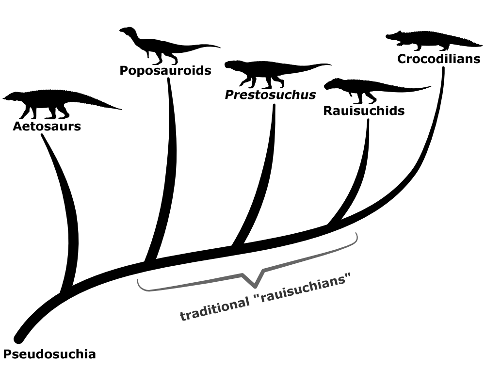 A cladogram showing the classification of poposauroids, Prestosuchus, and rauisuchids within the group Pseudosuchia. They're shown as three separate lineages branching off between aetosaurs and the ancestors of modern crocodilians. A bracket marking indicates that all three traditionally used to be classified as "rauisuchians".