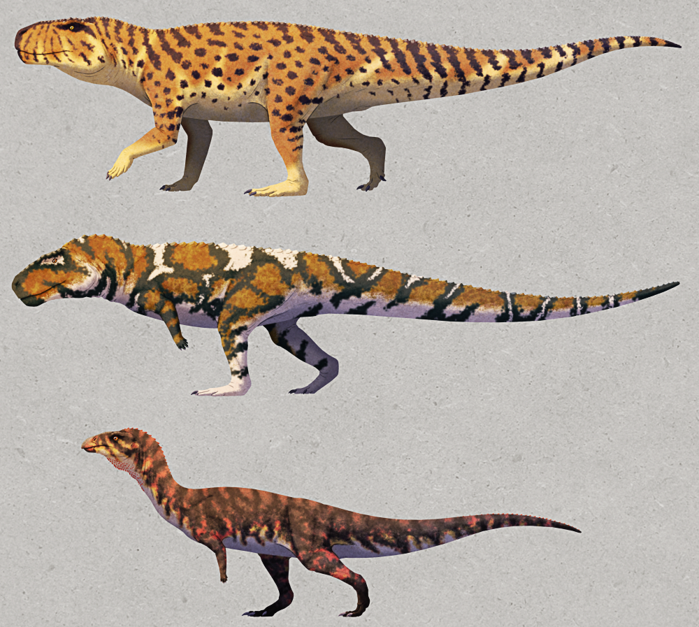 An illustration of three different "rauisuchians", extinct relatives of modern crocodiles. At the top is Prestosuchus, a quadrupedal reptile with a boxy theropod-dinosaur-like head, platigrade bear-like legs, and a long tapering tail. It's colored yellow-brown with lighter underbelly and cat-like darker spots-and-stripes. In the middle of Postosuchus, a bipedal reptile that convergently resembles a tyrannosaur, with a boxy head, small arms, plantigrade legs, and a long counterbalancing tail. it's colored brown on top and white underneath, with irregular splotches of black and white across its body. At the bottom is Effigia, a bipedal reptile that convergently resembles a featherless ornithomimosaur, with a beaked bird-like head, a long neck, small arms, bird-like legs, and a counterbalancing tail. It's dark-colored with faint reddish and yellowish stripes and a paler underside.