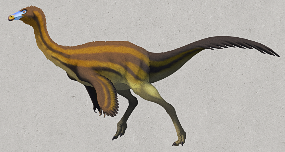 An illustration of Ornithomimus, an extinct feathered dinosaur. It has a a small beaked head atop a long slender neck, two wing-like arms with three clawed fingers, long ostrich-like legs, and a counterbalancing tail with longer feathers towards the tip.