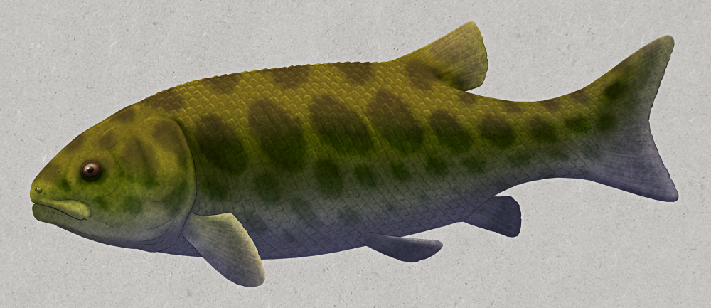 An illustration of Lepidotes gigas, an extinct fish related to modern gars. It has a somewhat carp-like shape, with a body profile resembling an elongated oval, a relatively large head region, small fins, and a forked tail. Its scales are rhombus-shaped and are arranged in tightly-packed rows along its body.