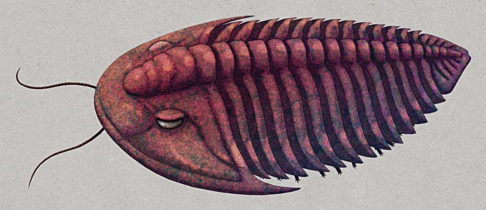 An illustration of Ptychoparia, an extinct trilobite from the Cambrian period. It has a large semicircular head with a pair of antennae, small eyes, and a bulbous "forehead" region. Its body has 13 segements, and its "tail" is small and shaped like a blunted triangle.