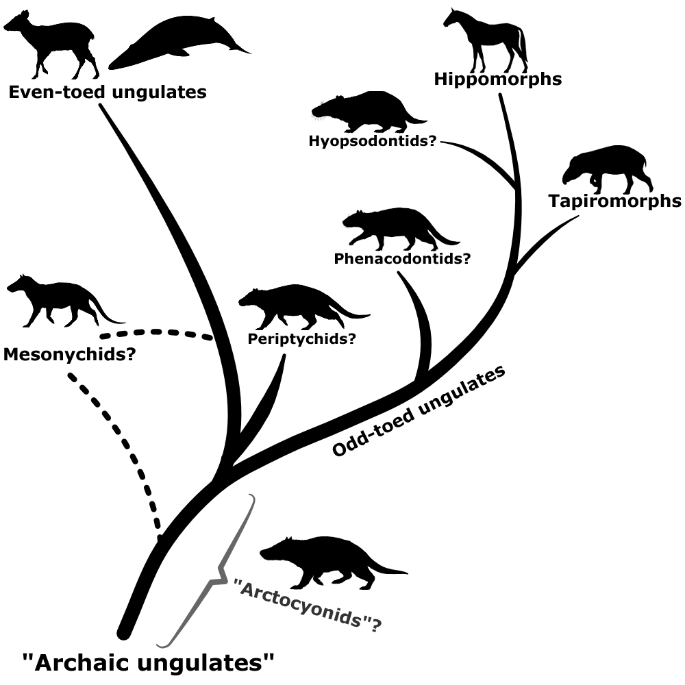A cladogram showing the modern classification of several different "condylarth" families. They're shown as potentially occupying positions throughout the branches of the even-toed and odd-toed ungulates.