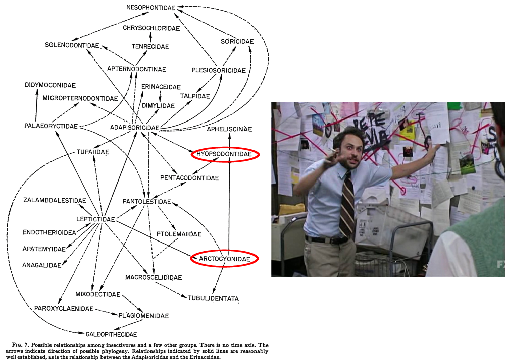 An image of a diagram from a 1967 academic paper, showing a complicated attempt to figure out the evolutionary relationships of "insectivores", with many different group names linked by arrows. The presence of the "condylarths" Hyopsodontidae and Arctocyonidae is highlighted by red circles. For comparison next to it is the "Pepe Silvia" conspiracy wall meme.