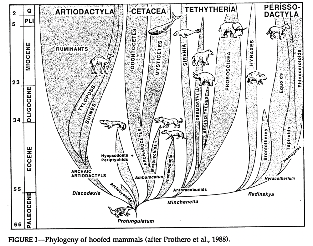 An image of a diagram from a 1994 academic paper, showing the proposed evolutionary relationships of various "condylarths" with main ungulate groups. It differs majorly from modern understanding by its inclusion of elephants, sirenians, hyraxes, and their extinct relatives, along with showing whales as descending from mesonychids instead of artiodactyls.